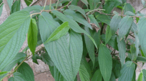 tônico de jaborandi no cabelo