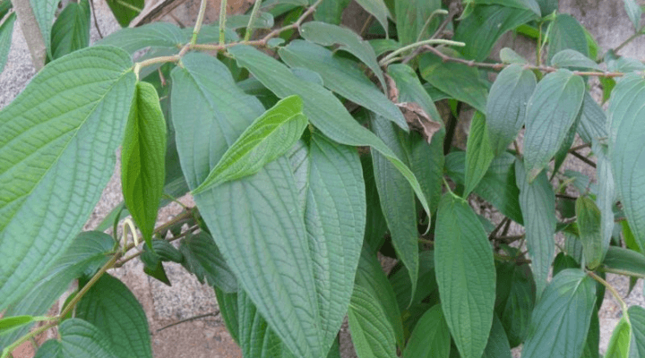 tônico de jaborandi no cabelo
