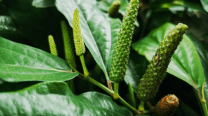 óleo de jaborandi no cabelo